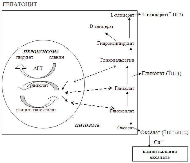 Механизм патогенеза ПГ на уровне пероксисом гепатоцитов
