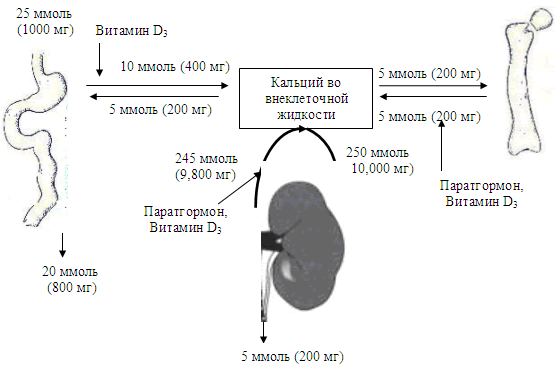 Схема метаболизма кальция